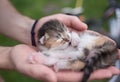 Tiny newborn sleeping kitten on the open palms of a person Royalty Free Stock Photo