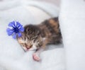 Tiny newborn sleeping kitten with an outstretched paw on a soft blanket with a cornflower flower Royalty Free Stock Photo