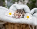 Tiny newborn sleeping kitten on a soft blanket between two daisy flowers Royalty Free Stock Photo