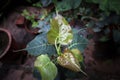 Tiny newly grown peepal tree leaf in Indian