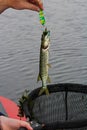 A tiny northern pike that is too small and will be released