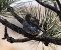 The tiny Northern Pygmy Owl looking on.