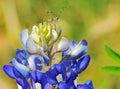 Tiny Nymph Katydid on a Bluebonnet Flower Royalty Free Stock Photo