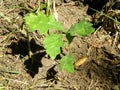 Tiny oak that grew from a completely exposed acorn seed