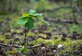 Tiny oak tree growing in the forest Royalty Free Stock Photo