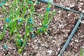 Tiny onion seedlings sprout in nursery pots Royalty Free Stock Photo