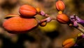 The Tiny Orange Blooms Of Desert Shrub Waiting To Open