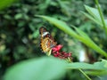 A tiny orange butterfly is among trees with tiny red flowers. Royalty Free Stock Photo
