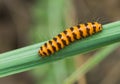 Tiny orange caterpillar with black stripes Royalty Free Stock Photo