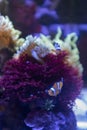Tiny orange clown fish swimming on an anemone reef
