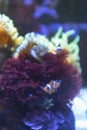 Tiny orange clown fish swimming on an anemone reef