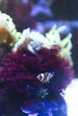 Tiny orange clown fish swimming on an anemone reef