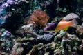 Tiny orange fish is swimming in aquarium.