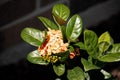 Tiny orange flowers in spring blossom with green  leafs on a dark brown background in the garden Royalty Free Stock Photo