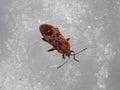 A tiny orange insect on the snow