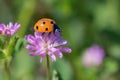 Tiny Orange Ladybug on Light Purple Wildflower
