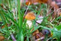 Tiny Orange Mushroom in the Grass Royalty Free Stock Photo