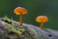 Tiny orange mushroom macro Royalty Free Stock Photo
