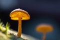 Tiny orange mushroom macro Royalty Free Stock Photo