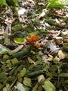 Tiny orange mushrooms in a forest Royalty Free Stock Photo