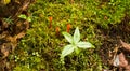 Tiny orange mushrooms in a patch of green moss Royalty Free Stock Photo