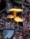 Tiny Orange Mushrooms Peek Through Dark Leaves