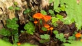 Tiny orange mushrooms surrounded by nature