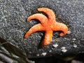 Tiny Orange Starfish