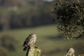 Tiny Owl has Spotted You Royalty Free Stock Photo