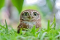 A tiny owl with large yellow eyes peeks from behind tall blades of green grass Royalty Free Stock Photo