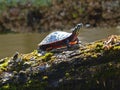 Tiny Painted Turtle On A Log In The Sun Royalty Free Stock Photo