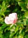 Tiny pink rose rosaceae 2 Royalty Free Stock Photo