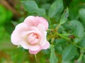 Tiny pale pink rose rosaceae Royalty Free Stock Photo