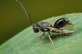 Tiny parasitoid wasp Royalty Free Stock Photo