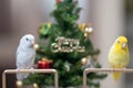 Tiny parrot parakeet white and white Forpus bird Pacific Parrotlet rest on branch near Christmas tree Royalty Free Stock Photo