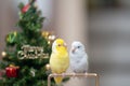 Tiny parrot parakeet white and white Forpus bird Pacific Parrotlet rest on branch near Christmas tree Royalty Free Stock Photo