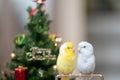 Tiny parrot parakeet white and white Forpus bird Pacific Parrotlet rest on branch near Christmas tree Royalty Free Stock Photo