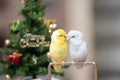 Tiny parrot parakeet white and white Forpus bird Pacific Parrotlet rest on branch near Christmas tree Royalty Free Stock Photo