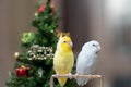 Tiny parrot parakeet white and white Forpus bird Pacific Parrotlet rest on branch near Christmas tree Royalty Free Stock Photo