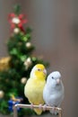 Tiny parrot parakeet white and white Forpus bird Pacific Parrotlet rest on branch near Christmas tree Royalty Free Stock Photo