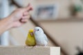 Tiny parrot yellow and white Forpus bird wiht hand