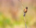 a small bird sitting on top of a brown tree branch Royalty Free Stock Photo