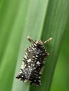 Tiny patterned planthopper on a green leaf. Close-up insect detail. Royalty Free Stock Photo