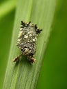 Tiny patterned planthopper on a green leaf. Close-up insect detail. Royalty Free Stock Photo