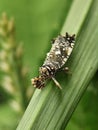 Tiny patterned planthopper on a green leaf. Close-up insect detail. Royalty Free Stock Photo
