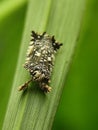 Tiny patterned planthopper on a green leaf. Close-up insect detail. Royalty Free Stock Photo