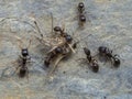 P8241832 Pavement ants, Tetramorium immigrans, tearing apart a mosquito, Aedes, seen from above cECP 2022