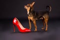 Tiny pedigreed dog and red stiletto. Royalty Free Stock Photo