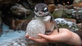 Tiny penguin holding an ice egg Royalty Free Stock Photo