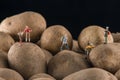 Tiny people climb the potatoes. The concept of sport